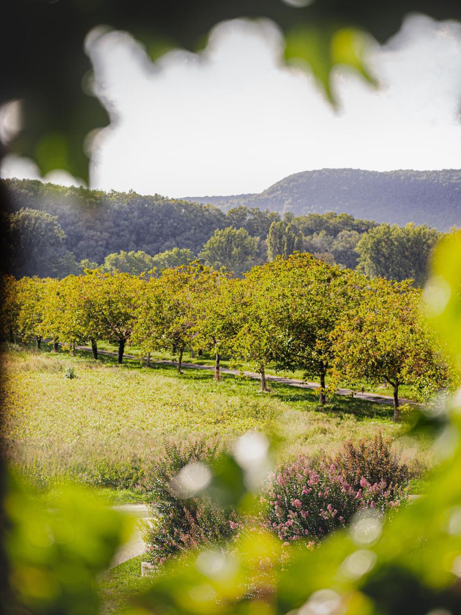 Chateau La Gineste - Castle And Vineyard Duravel Exterior foto
